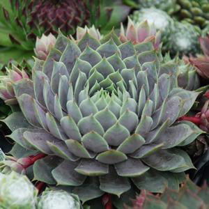 inches Berry Blues Chick Charms Sempervivum 5
